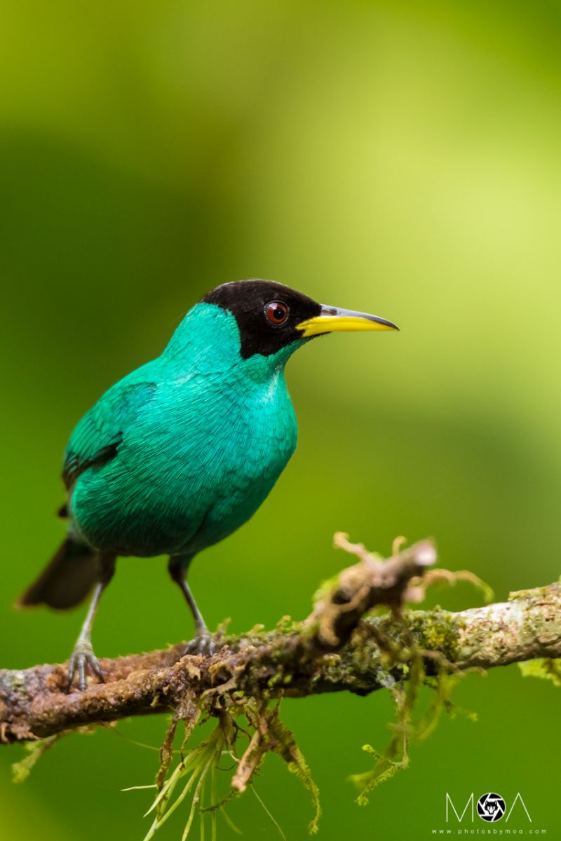 Green Honeycreeper