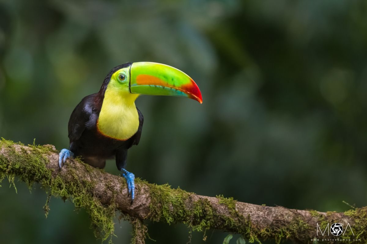 Keel Billed Toucan, PDF, Birds