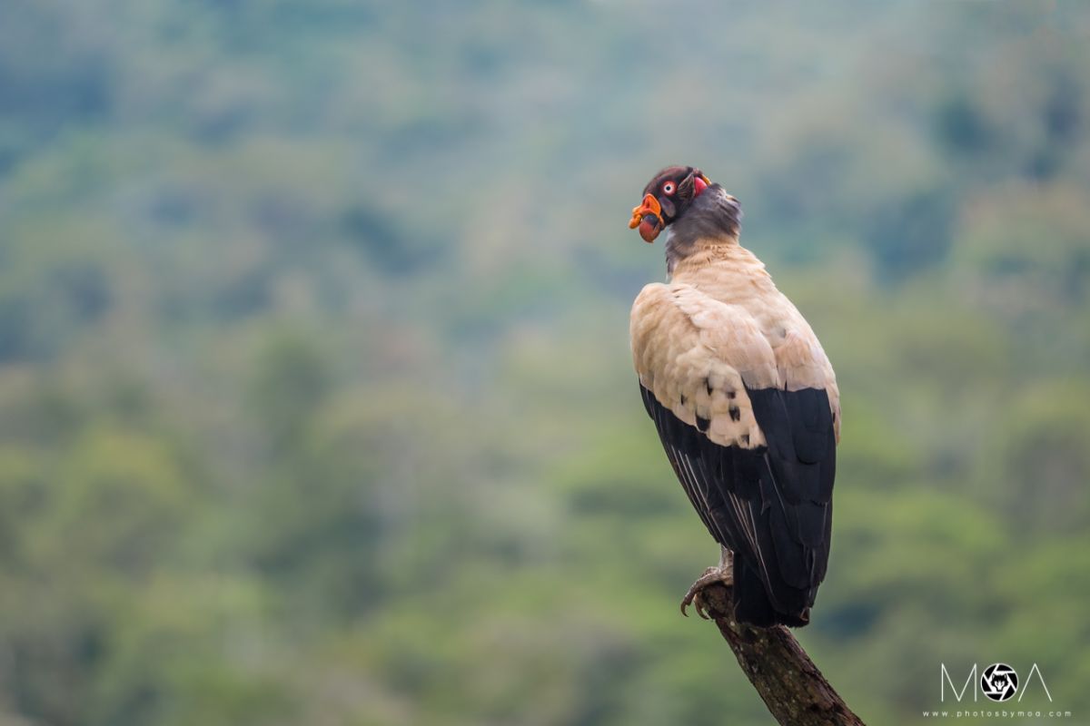 King Vulture