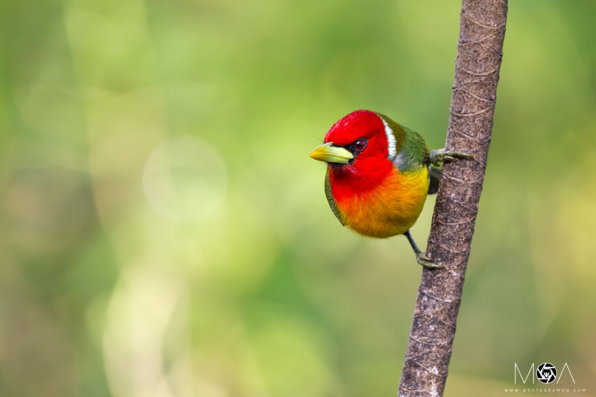 Red-headed Barbet