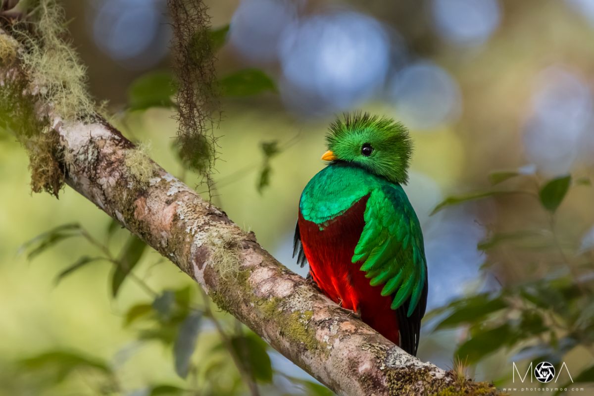 Resplendent Quetzal