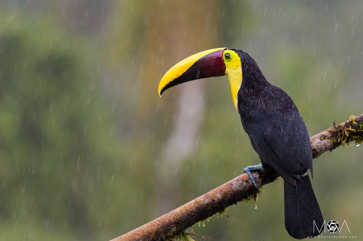 Yellow-throated Toucan