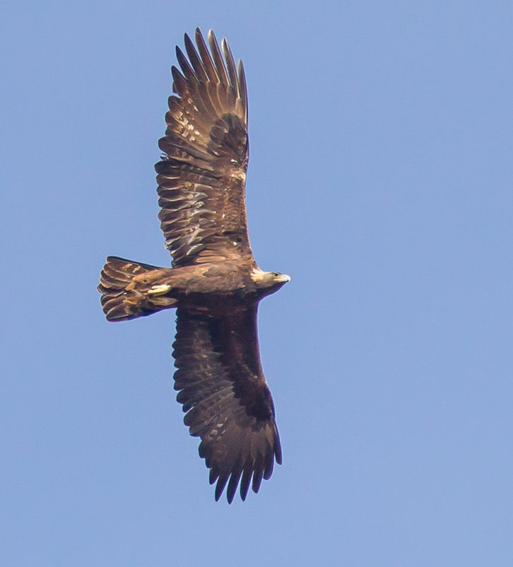 Golden Eagle