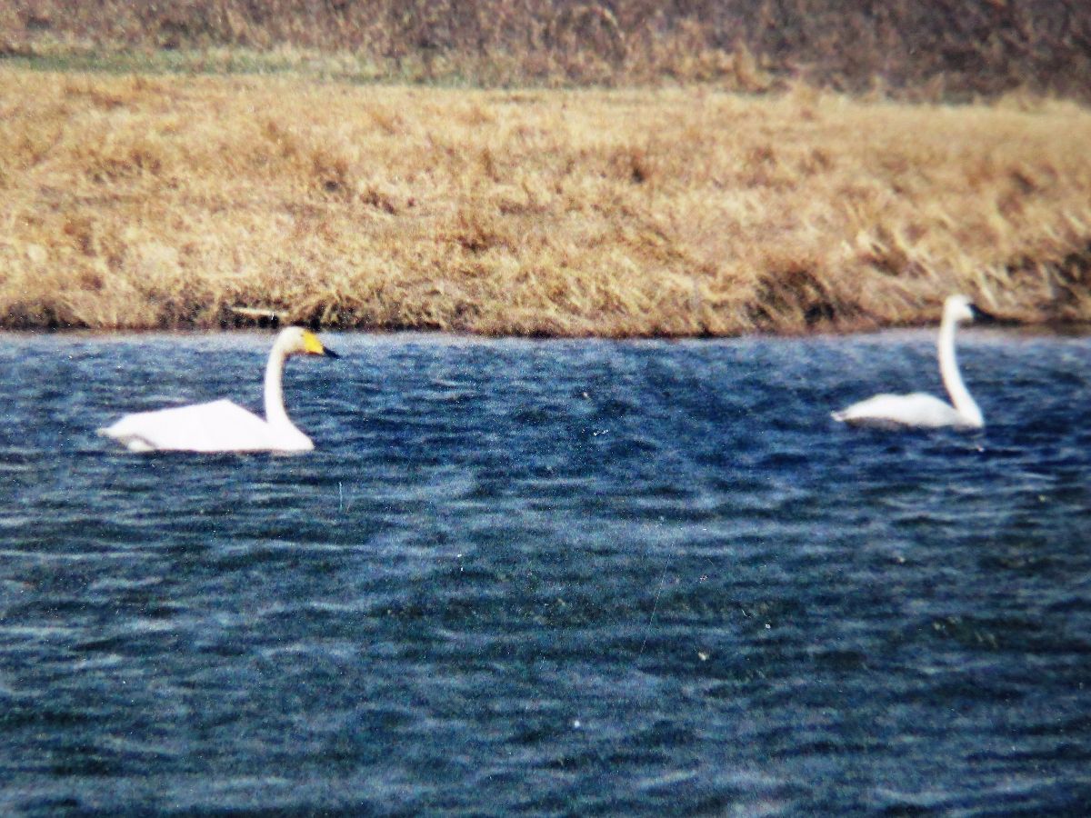 2786-whooper-swan