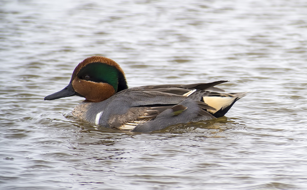 Green-winged Teal