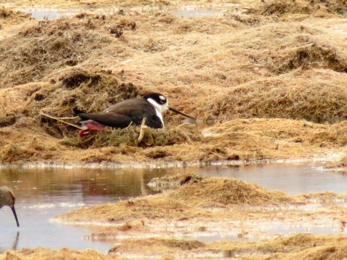 img_1655_22-nesting-stilt