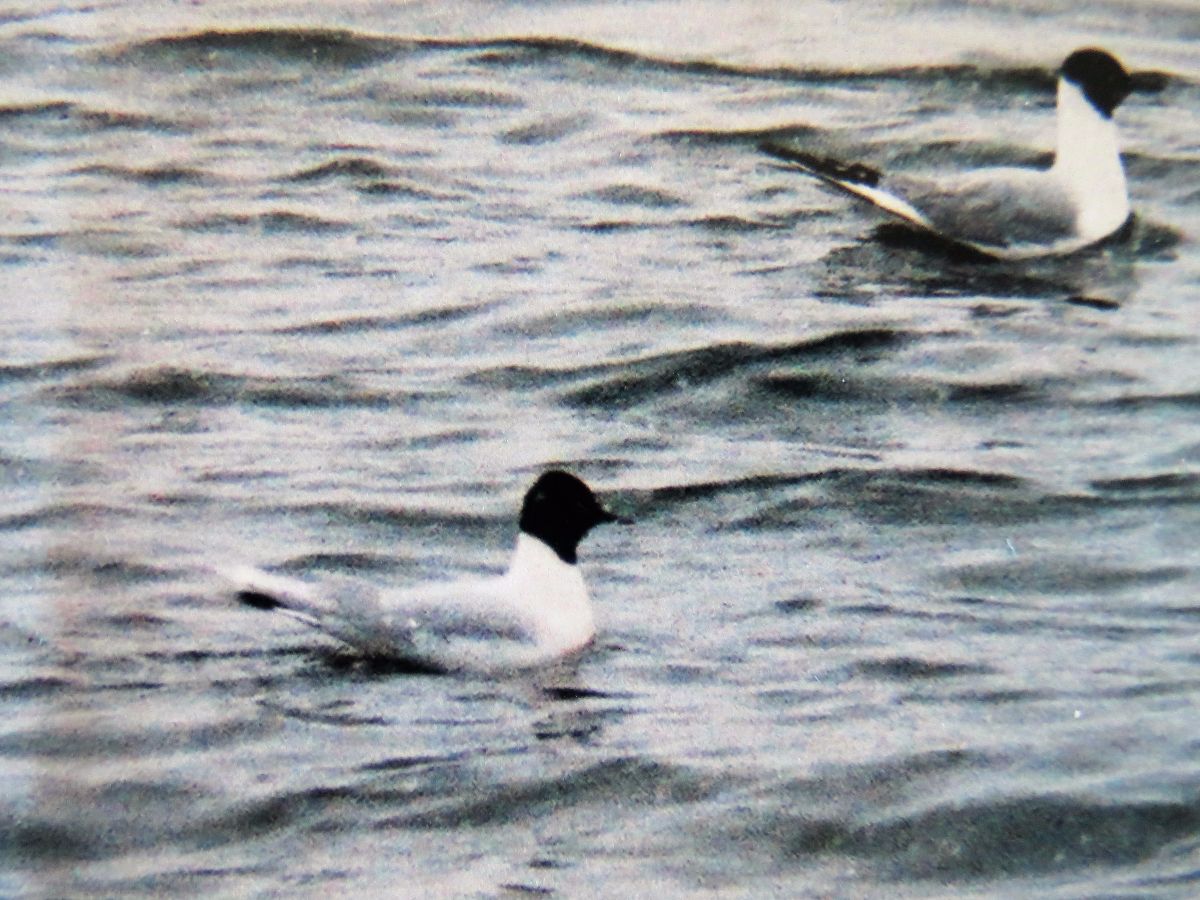 img_2396_5-adult-little-gull