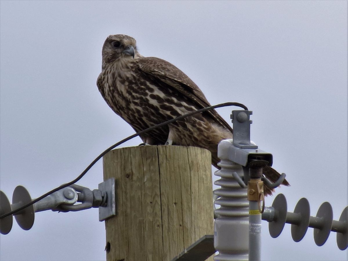 img_2782_3-gyrfalcon