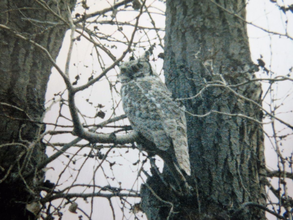 img_4352-leucistic-owl