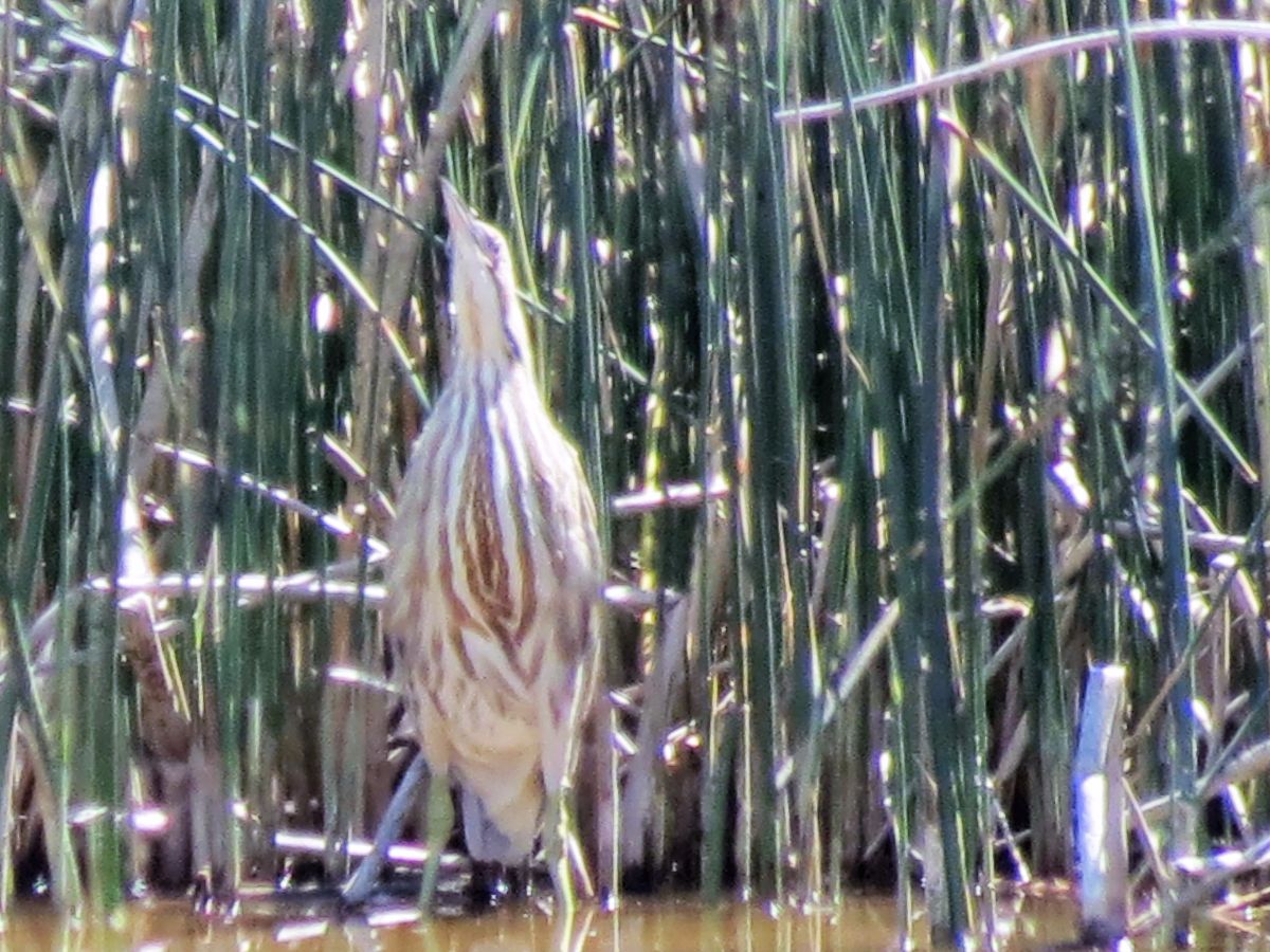 img_7611-bittern