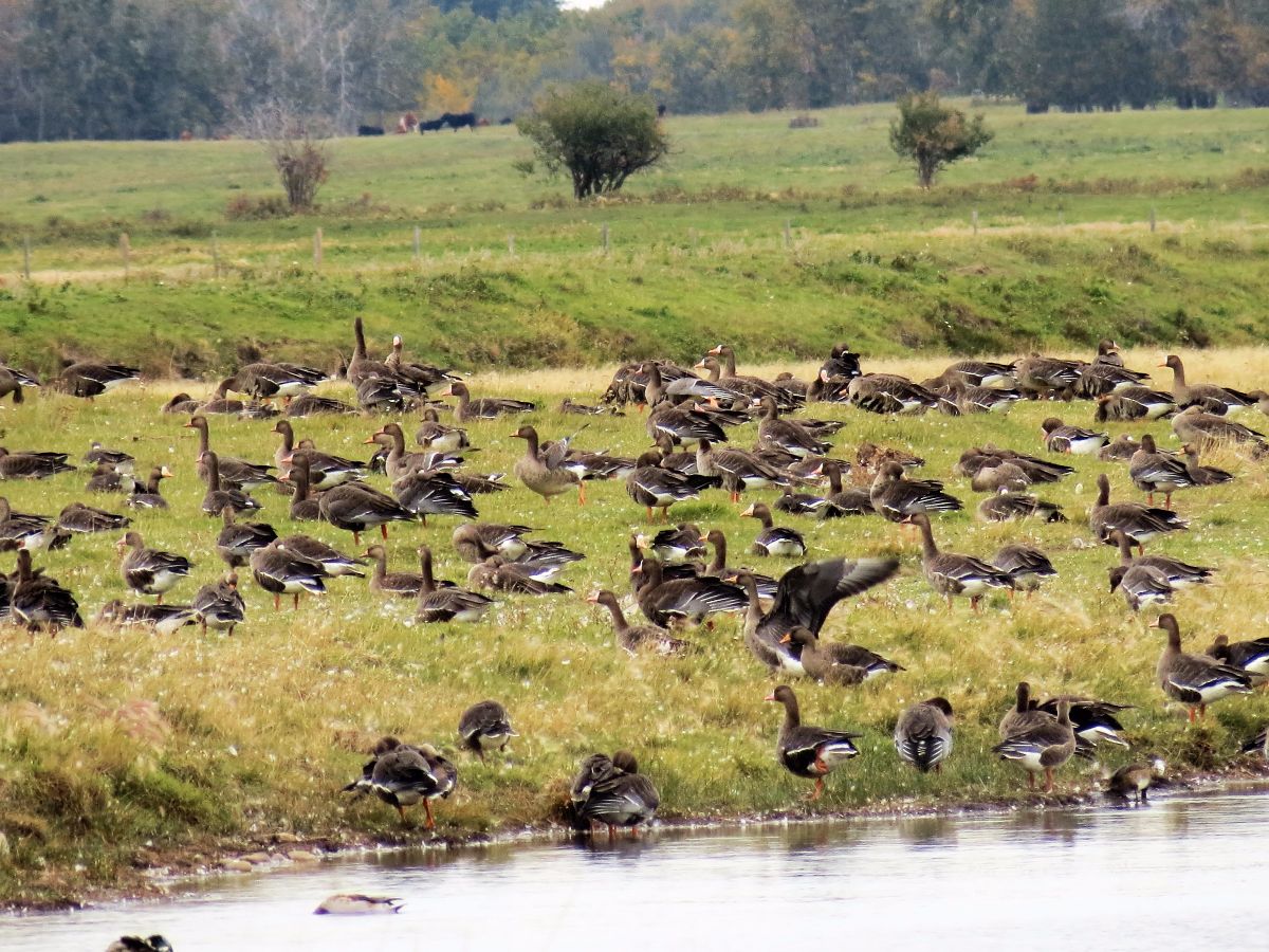 img_8806-white-fronted-geese