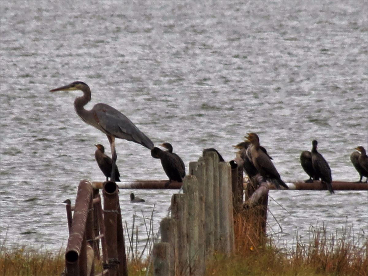 img_8817-heron-and-cormorants