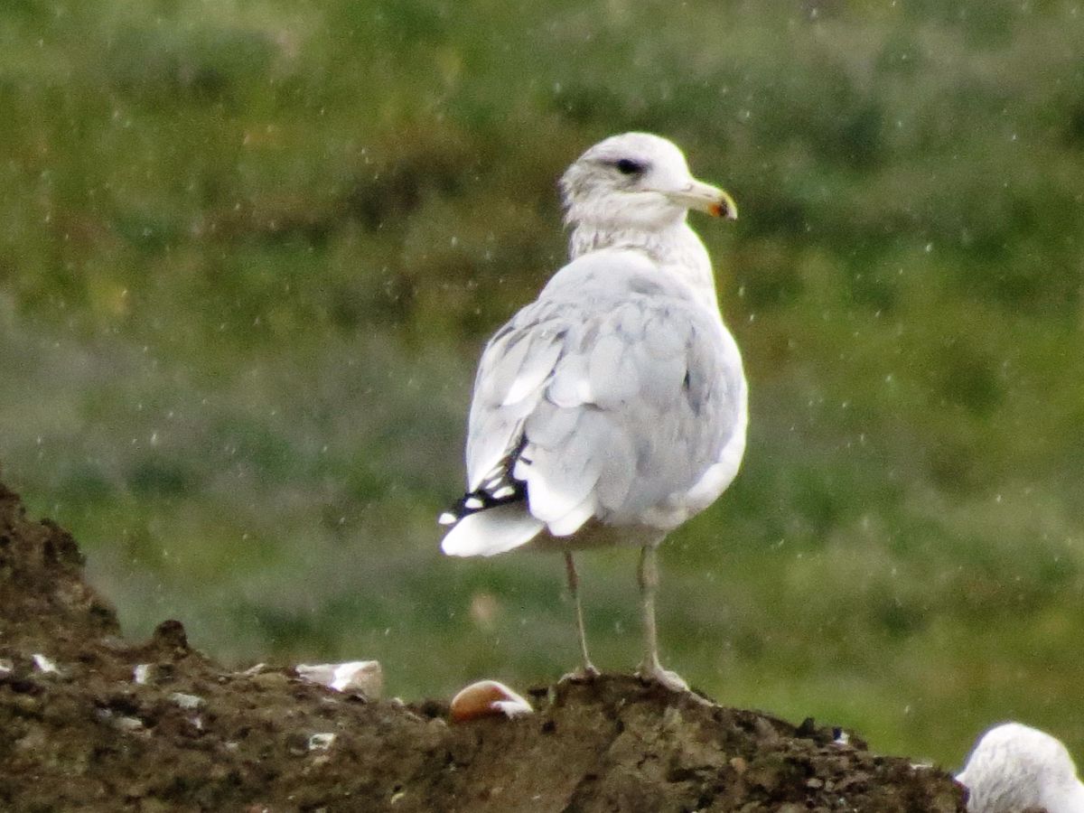 img_8869-hybrid-gull