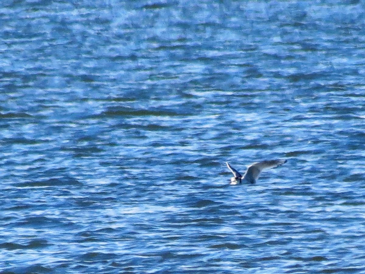 img_8880-little-gull