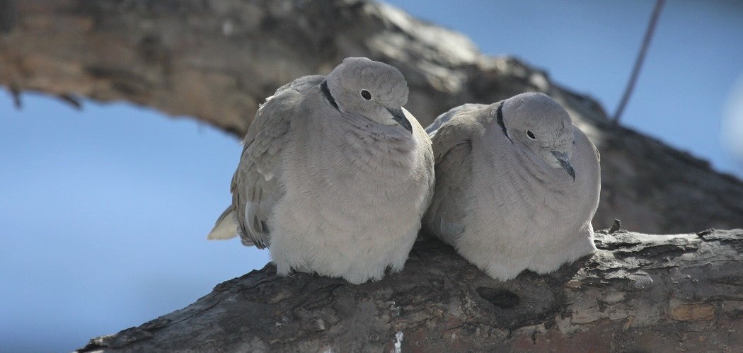 Eurasian Collared-Dove