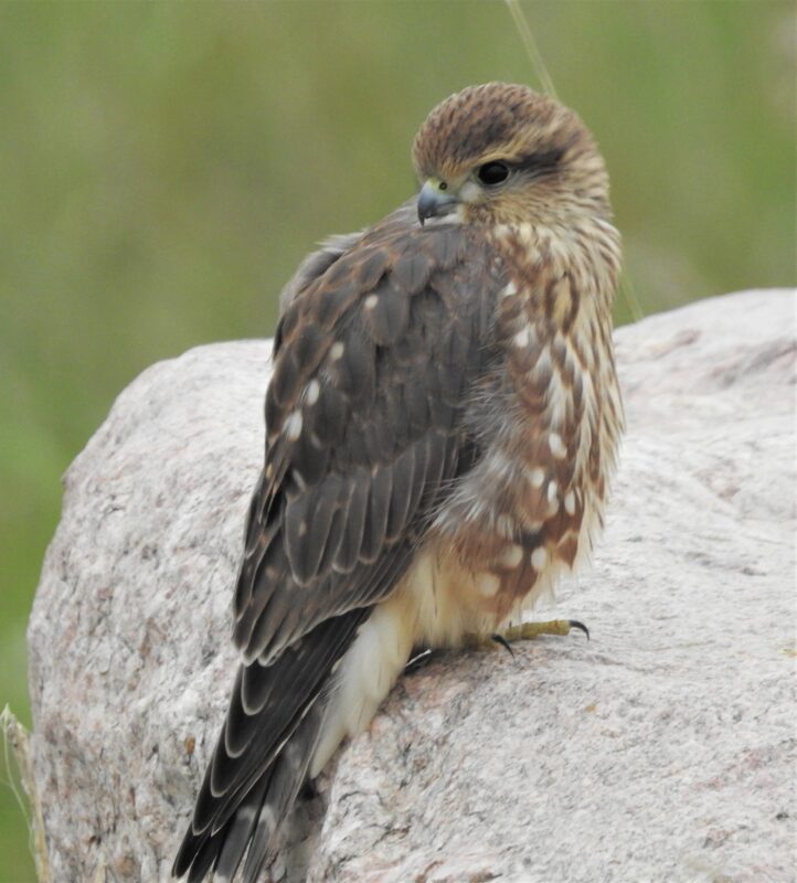 Birds of prey: Meet the Rock City Raptors