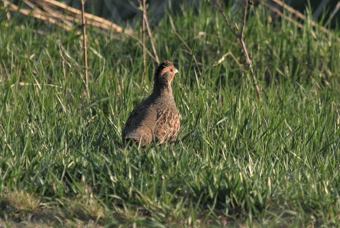 Gray Partridge