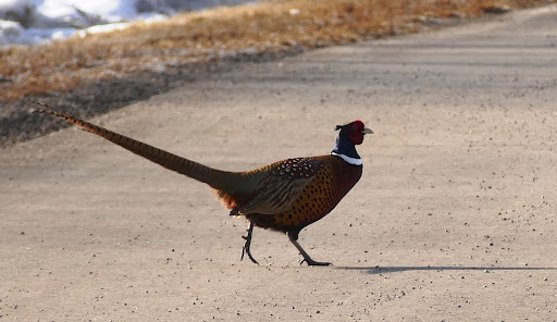 Ring-necked Pheasant