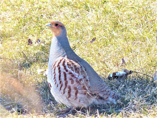 Gray Partridge