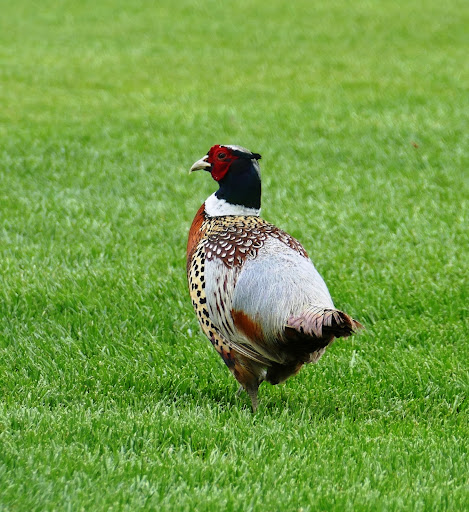 Ring-necked Pheasant