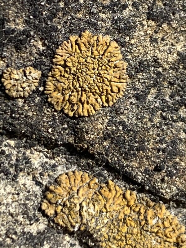 Elegant Sunburst Lichen