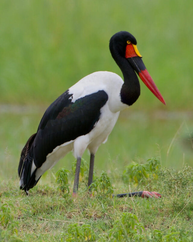 Saddle-billed Stork