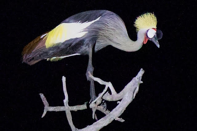 Grey Crowned-Crane