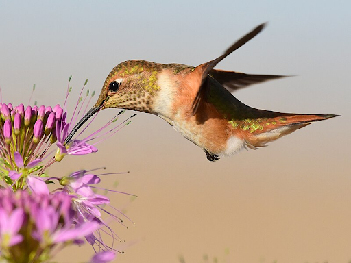 Rufous Humminbird