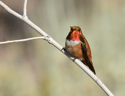 Rufous Humminbird