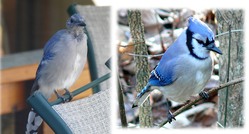 Blue Jay
Moulting