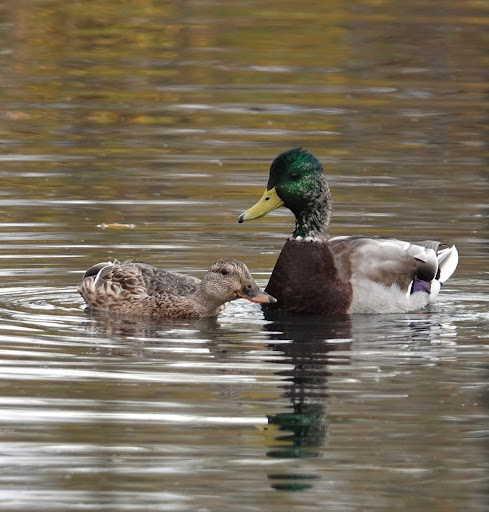 Mallard
Moulting