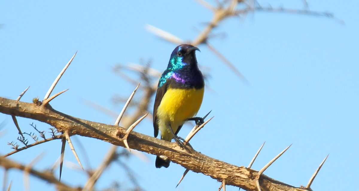 Variable Sunbird