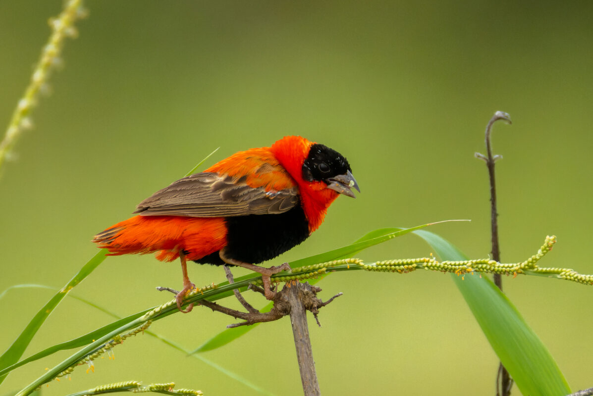 Red Bishop