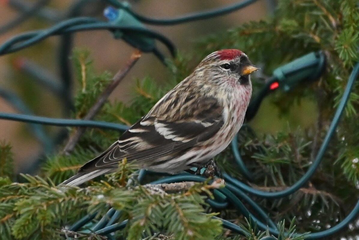 Redpoll