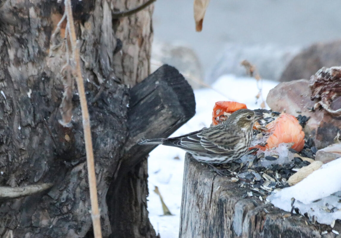 Cassin's Finch