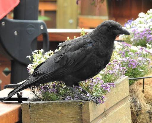 American Crow