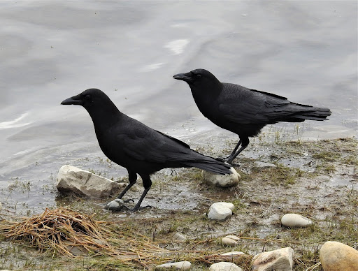 American Crow