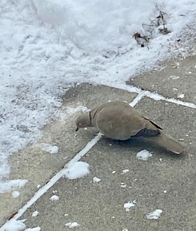 Eurasian Collared-Dove