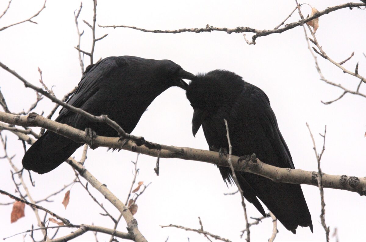 Common Raven