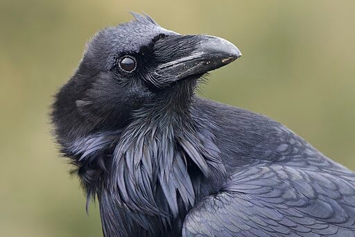 Common Raven