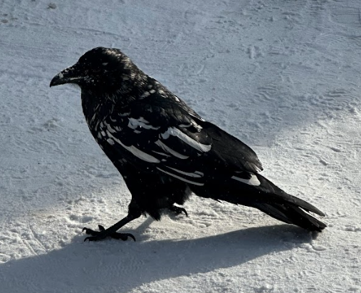 Common Raven