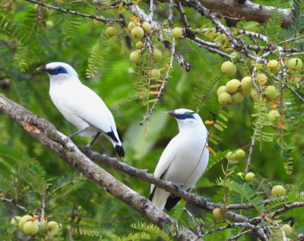 Bali Myna