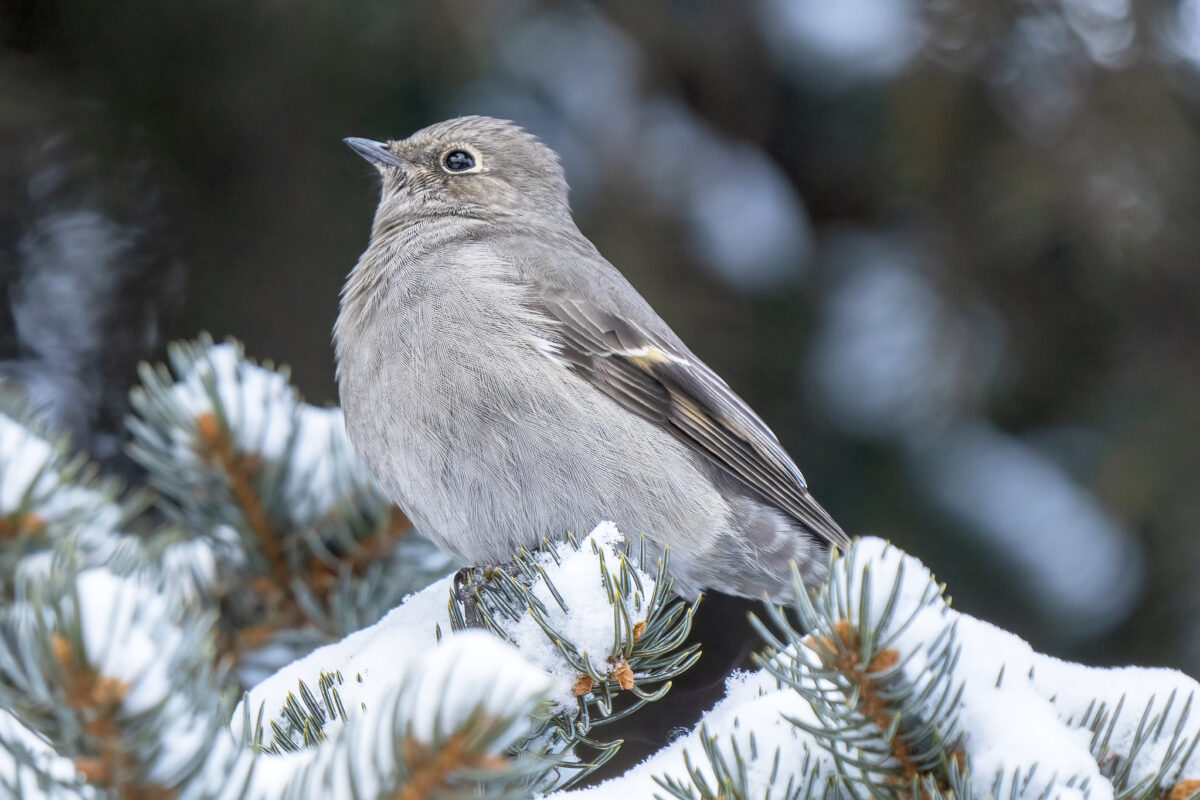 Townsend's Solitaire