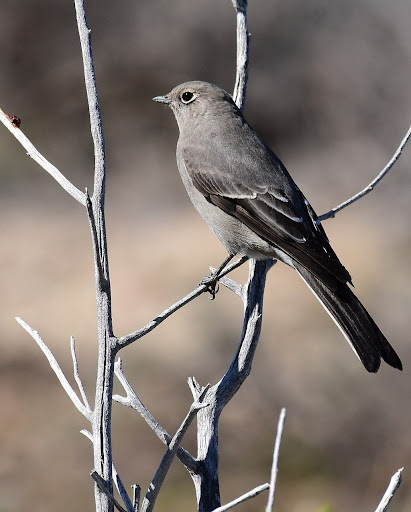 Townsend's Solitaire