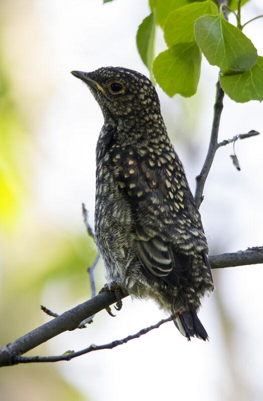 Townsend's Solitaire