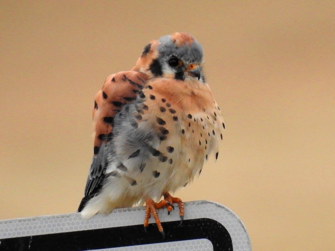 American Kestrel