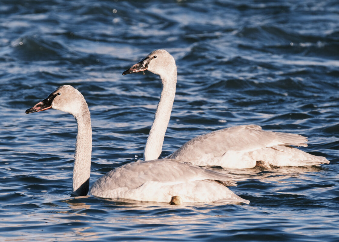 Tundra Swan