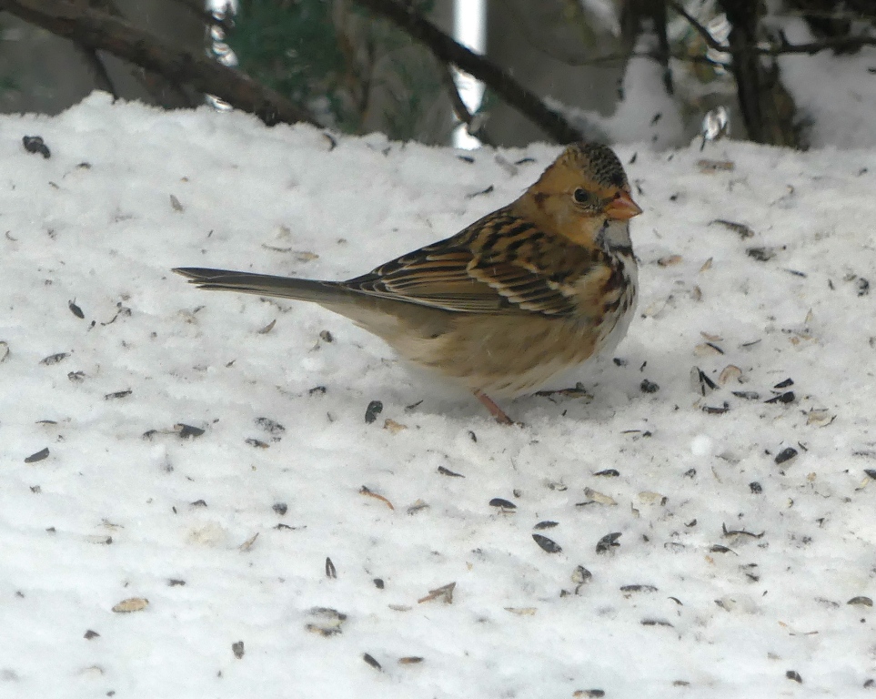 Harris's Sparrow