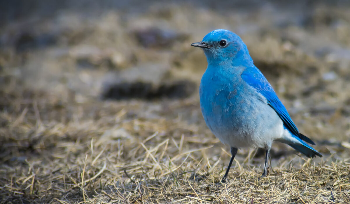 Mountain Bluebird