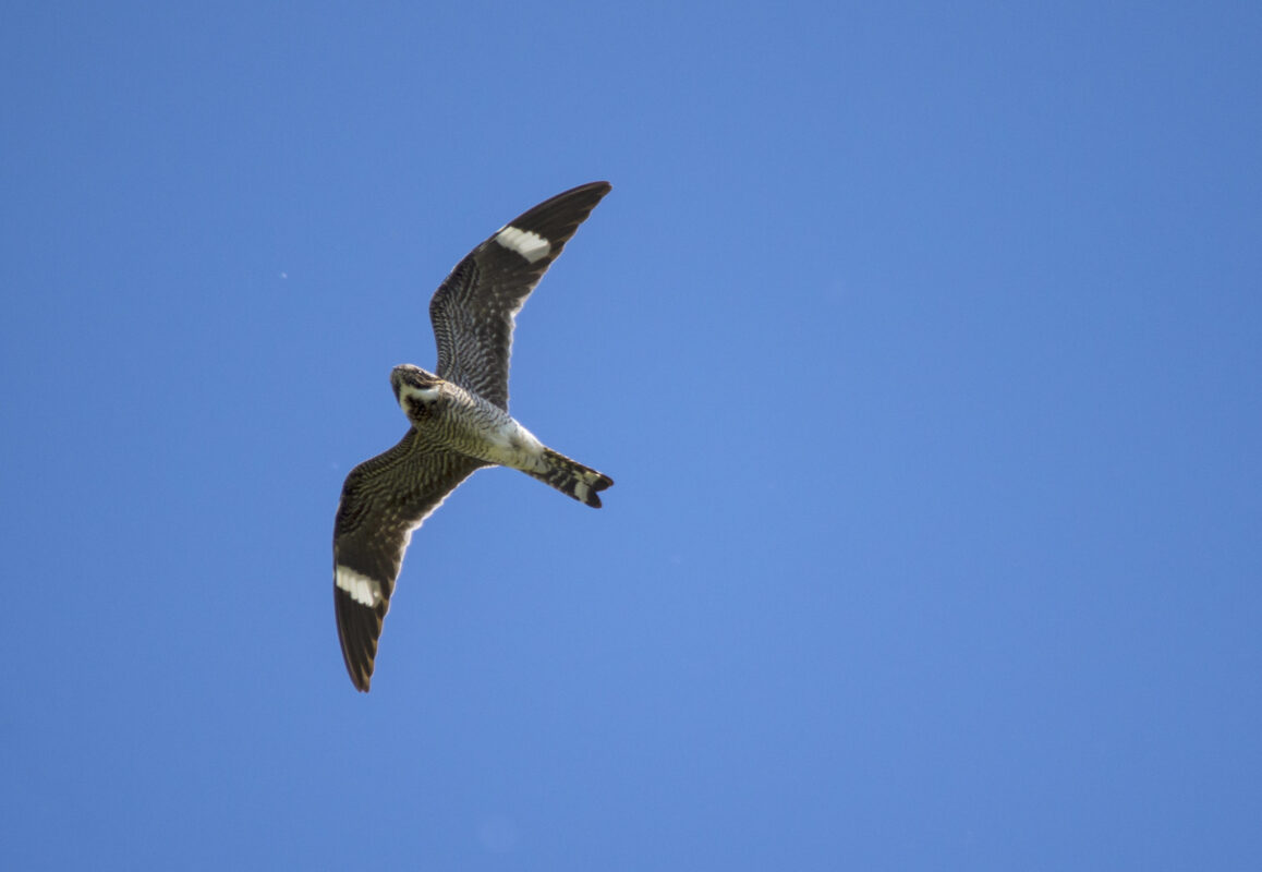 Common Nighthawk